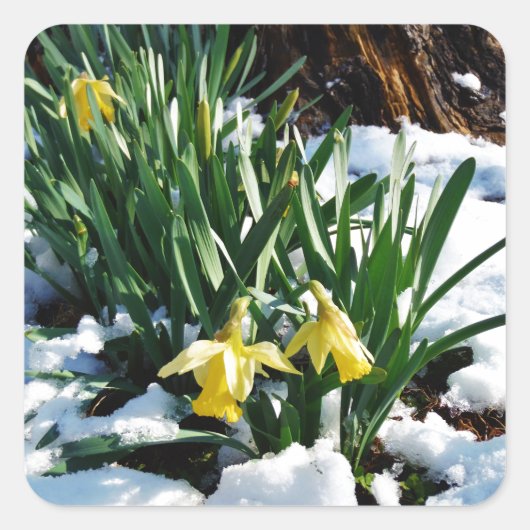 Gele Daffodils bloemen in de sneeuw Vierkante Sticker (Voorkant)