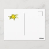 Gele Daffodils Custom Briefkaart (Achterkant)