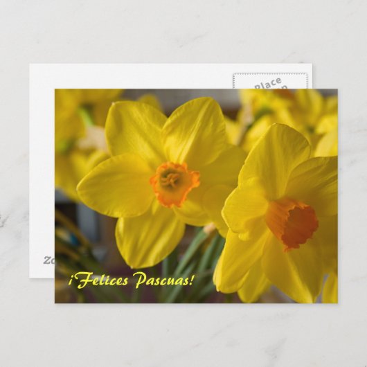 Gele daffodils, Felices Pascuas. briefkaart (Voorkant / Achterkant)