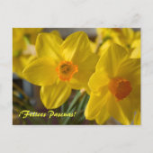 Gele daffodils, Felices Pascuas. briefkaart (Voorkant)