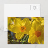 Gele daffodils, van het briefkaart uit de Oostzee (Voorkant / Achterkant)