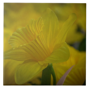 Gele daffodis, keramisch tegels tegeltje
