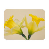 Gele daffodis magneet (Horizontaal)