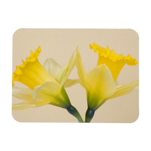 Gele daffodis magneet (Horizontaal)