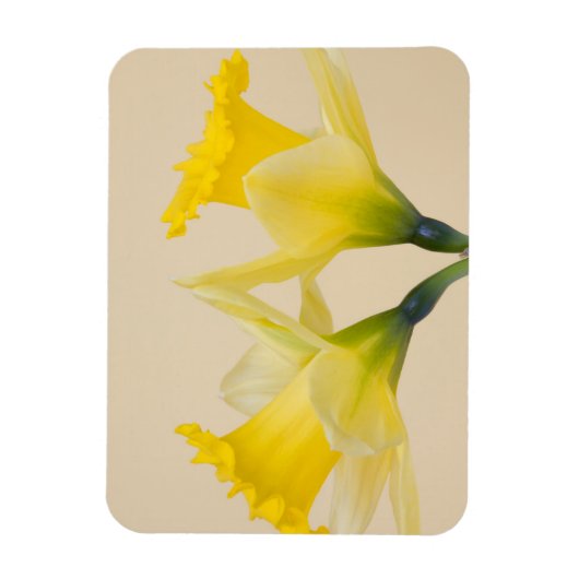 Gele daffodis magneet (Verticaal)