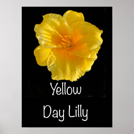 Gele Dag Lilly Poster 12"x16" (Voorkant)
