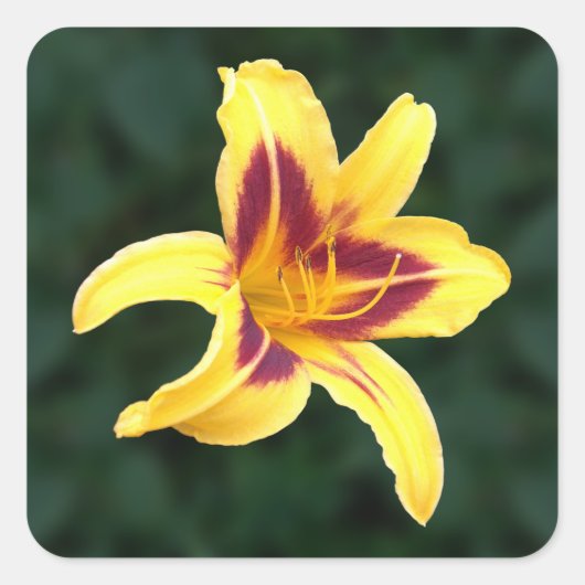 Gele dagbloem met rood, Hemerocallis: Vierkante Sticker (Voorkant)
