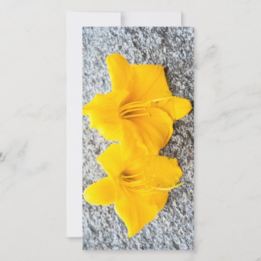 gele dagbloemen in volle bloei (Voorkant)