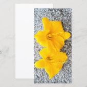 gele dagbloemen in volle bloei (Voorkant / Achterkant)