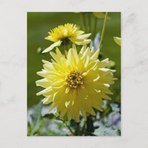 Gele Dahlia Ansichtkaart Briefkaart