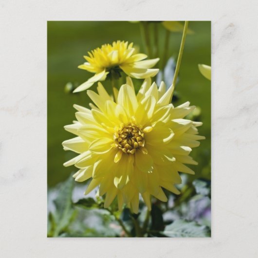 Gele Dahlia Ansichtkaart Briefkaart (Voorkant)