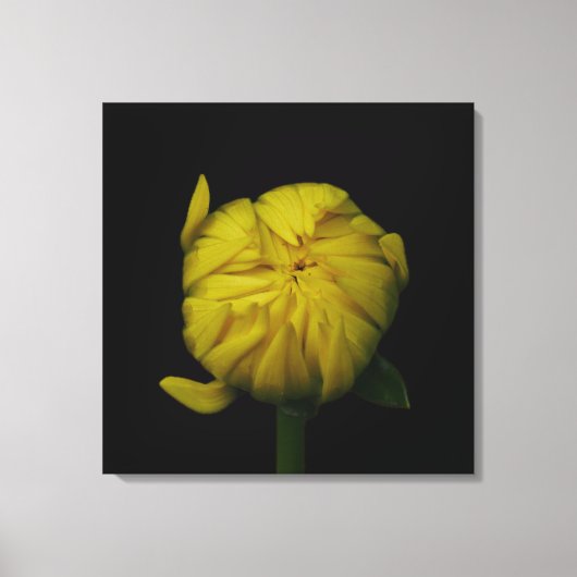 Gele Dahlia Bud Canvas Print (Voorkant)