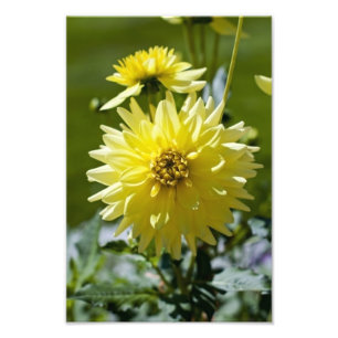 Gele Dahlia Fotoafdruk Foto Afdruk