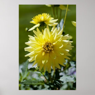 Gele Dahlia ingelijste print