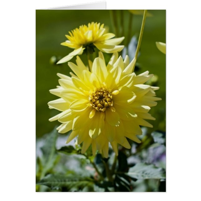 Gele Dahlia Kaart (Voorkant)