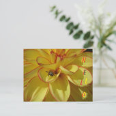 Gele Dahlia met roze rand HALLO Briefkaart (Staand voorkant)