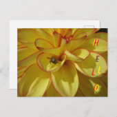 Gele Dahlia met roze rand HALLO Briefkaart (Voorkant / Achterkant)