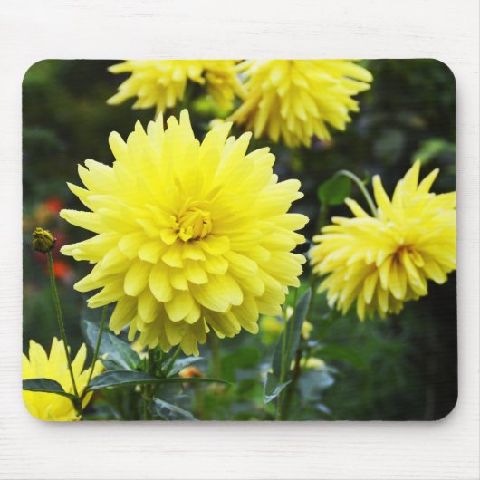 Gele dahlias floral muismat (Voorkant)