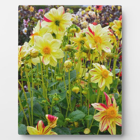 Gele dahlias fotoplaat (Voorkant)