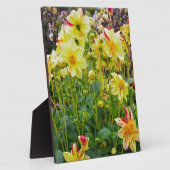 Gele dahlias fotoplaat (Zijkant)
