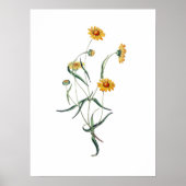 Gele Daisy Flower  Botanische Illustratie Poster (Voorkant)