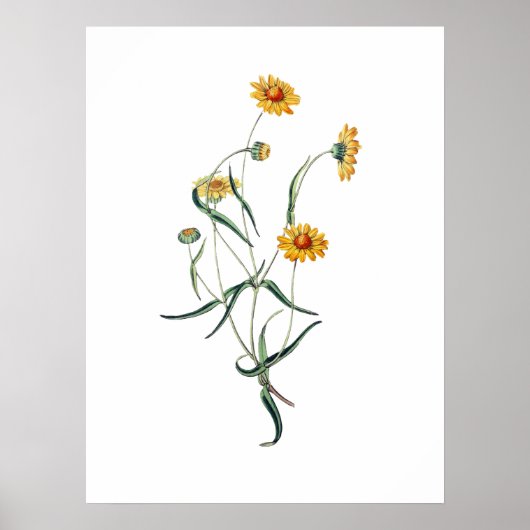 Gele Daisy Flower  Botanische Illustratie Poster (Voorkant)