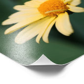Gele Daisy Flower Close Up 8x8 Foto Afdruk (Hoek)