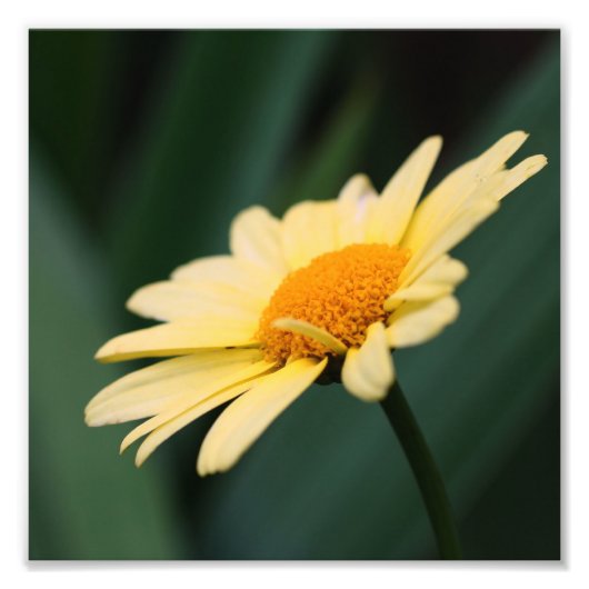 Gele Daisy Flower Close Up 8x8 Foto Afdruk (Voorkant)