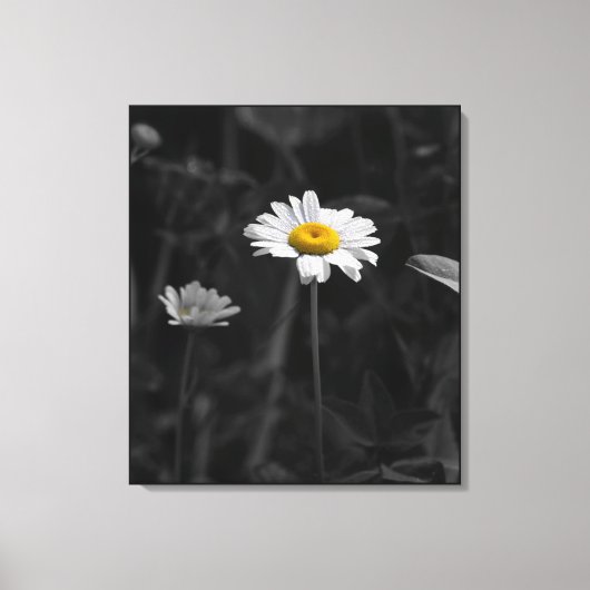Gele Daisy Zwart-wit Bloem Foto Canvas Afdruk (Voorkant)