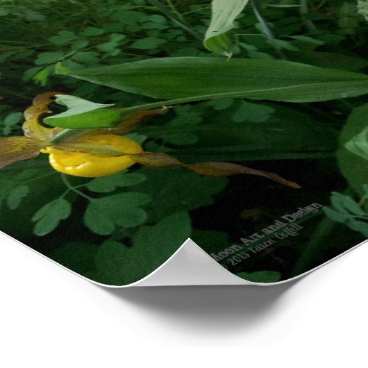 Gele-damessluipbloemen in Bloom Poster (Hoek)