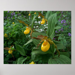 Gele-damessluipbloemen in Bloom Poster