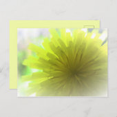 Gele Dandelion Aster in Sunshine Cheerful Briefkaart (Voorkant / Achterkant)