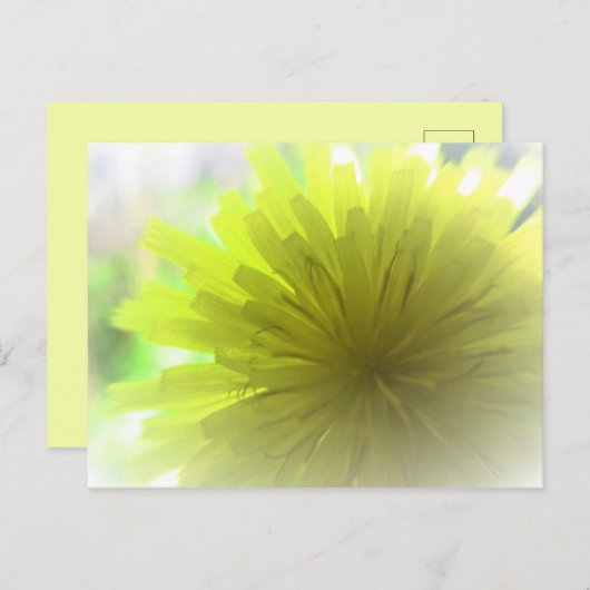 Gele Dandelion Aster in Sunshine Cheerful Briefkaart (Voorkant / Achterkant)