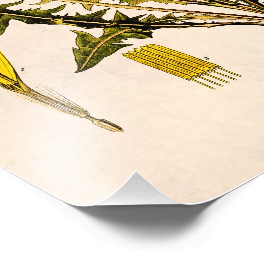  Gele Dandelion Gone 1800 naar zaadflora Foto Afdruk (Hoek)