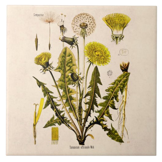  Gele Dandelion Gone 1800 naar zaadflora Tegeltje (Voorkant)