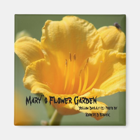 Gele Daylilie Magneet (Voorkant)