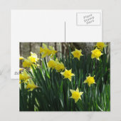 Gele deaffodils briefkaart (Voorkant / Achterkant)