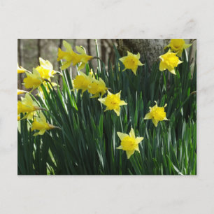 Gele deaffodils briefkaart