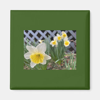 Gele deaffodils magneet