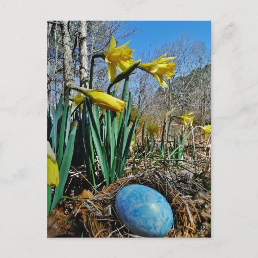 Gele deffodils en blauw ei in nestgebied briefkaart (Voorkant)