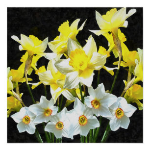 Gele deffodils en witte Narcissi op grijs Perfect Poster