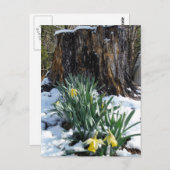 Gele deffodils in de sneeuw briefkaart (Voorkant / Achterkant)