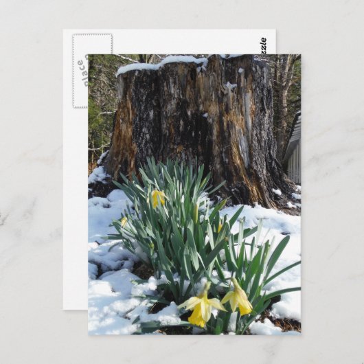 Gele deffodils in de sneeuw briefkaart (Voorkant / Achterkant)