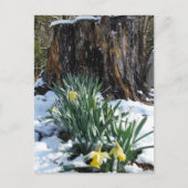 Gele deffodils in de sneeuw briefkaart (Voorkant)