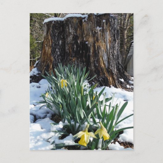 Gele deffodils in de sneeuw briefkaart (Voorkant)