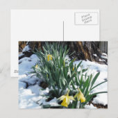 Gele deffodils in de sneeuw briefkaart (Voorkant / Achterkant)