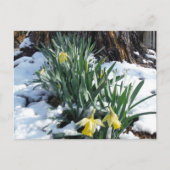 Gele deffodils in de sneeuw briefkaart (Voorkant)