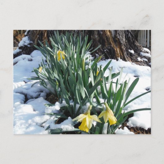 Gele deffodils in de sneeuw briefkaart (Voorkant)