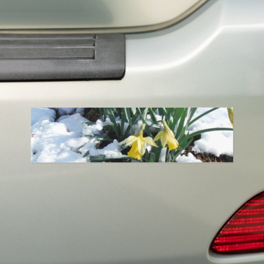 Gele deffodils in de sneeuw bumpersticker (Op auto)