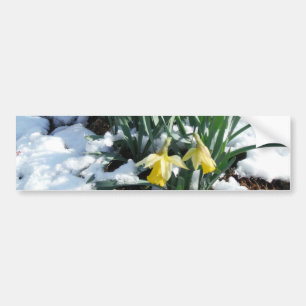 Gele deffodils in de sneeuw bumpersticker